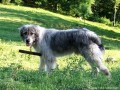 Bökecs leve - Bekecs-tető Pásztorkutya Bökecs leve forrás Bekecs tető