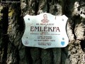 Unitárius templom - Kálnok Bedő Albert emlékfa Kálnok unitárius templom tölgy Bedő Albert emlékfa