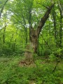 Tölgyfa maradvány - Mocsárerdő - Szászrégen 162444 Mocsárerdő Szászrégen