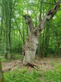 Tölgyfa maradvány - Mocsárerdő - Szászrégen 162500 Mocsárerdő Szászrégen