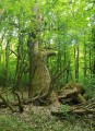Tölgyfa maradvány - Mocsárerdő - Szászrégen 162913 Mocsárerdő Szászrégen