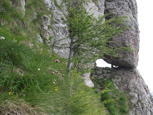 Ablak-párkány - Bucsecs-hegység