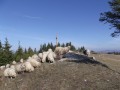 Juhnyáj a csúcson 