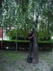 Betula Pendula - Kolozsvár Betula pendula