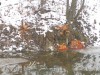Hódok rágta fák a Kászon patak partján