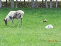 Bölényrezervátum - Bodzavám A Mikulás szánhúzó utánpotlása Bodzavám bölényrezervátum rénszarvasok
