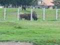 Bölényrezervátum - Bodzavám Bölények Bodzavám bölényrezervátum bölények