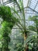 Üvegházi pálmafák