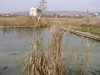 Szamosfalvi fürdő Az egykori nagy bazin 2 Szamosfalva fürdő