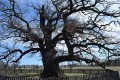 A 900 éves fa