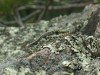 Vártető I kilátópont - Tusnádfürdő Faligyik