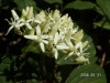 Medvehagyma 