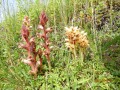 Pádis-víznyelő Orchideák Pádis-víznyelő