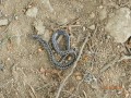Szökő vízesés Vipera Szökő-vízesés