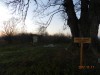 Köpeci szil A fa Köpec
