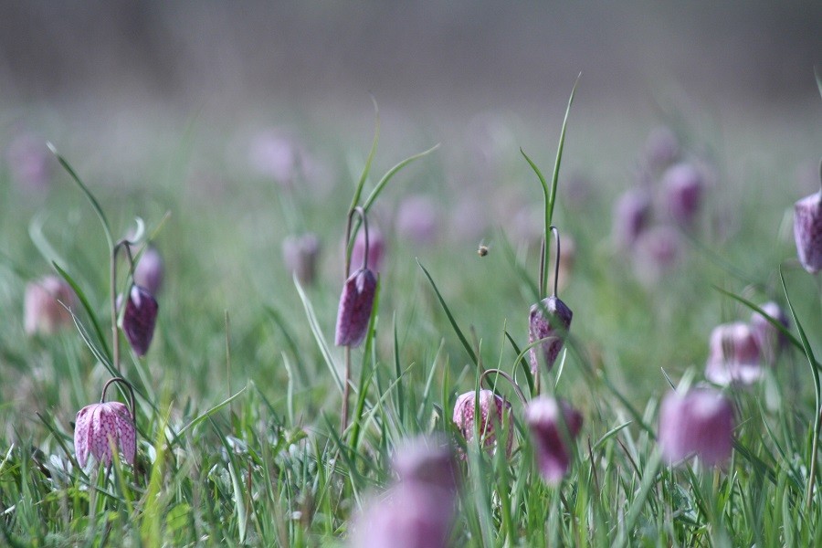 Kockás tulipán-erdő - Szacsva