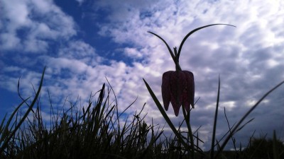 Kockás tulipán