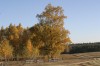 Hunárka - Rétyi Nyír Szines nyirfak