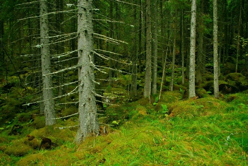 Fenyőkközti-tó