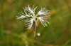 Dianthus arenarius Dianthus arenarius