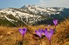 Carja-csúcs tavaszi sáfrányokkal