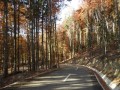 Az üknyédi Transalpina