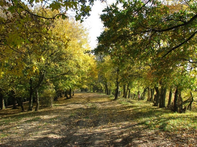 Csere-erdő - Marosvásárhely