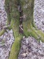 A rejtek 
mocsárerdő tölgyfa