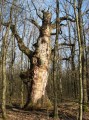 Szászrégeni Mocsárerdő 1221 Görgényszentimre Mocsáredő