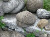 Leninsapka