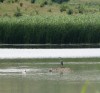 Hattyúk tava - Faragó Szürkegém 1 Faragó tó