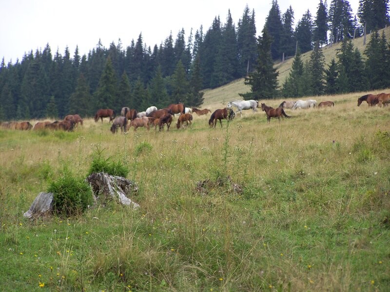 Ilia-tető - Gyimesek