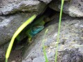 Bazaltoszlopok - Alsórákos A gyík Alsórákos bazaltoszlopok