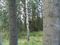 Harom vára - Zsögödfürdő Fa Harom vára