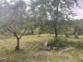 Síremlék a Bethlen-kastély közelében - Árokalja A sír és környezete Árokalja arborétum síremlék